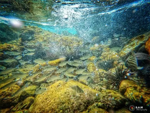 Aquatic Life in a Tropical Lagoon