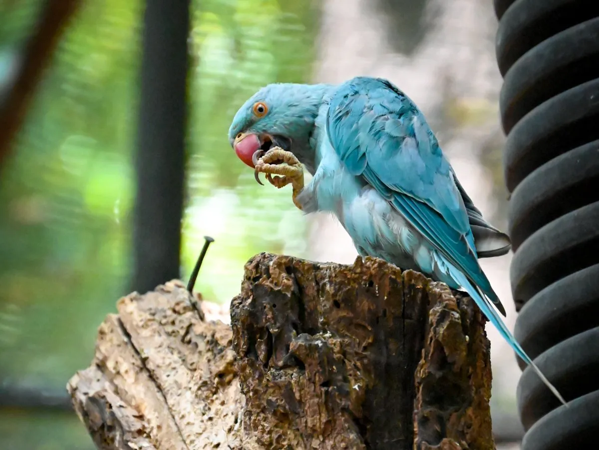 Blue parakeet perched in Casela Park, Mauritius, showcasing vibrant feathers and natural habitat.