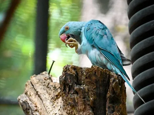 Blue parakeet at Casela Park