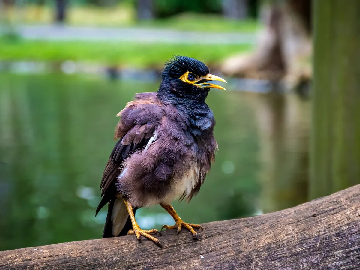 Sad Kingfisher bird with blue eyes and brown plumage perched in Mauritius