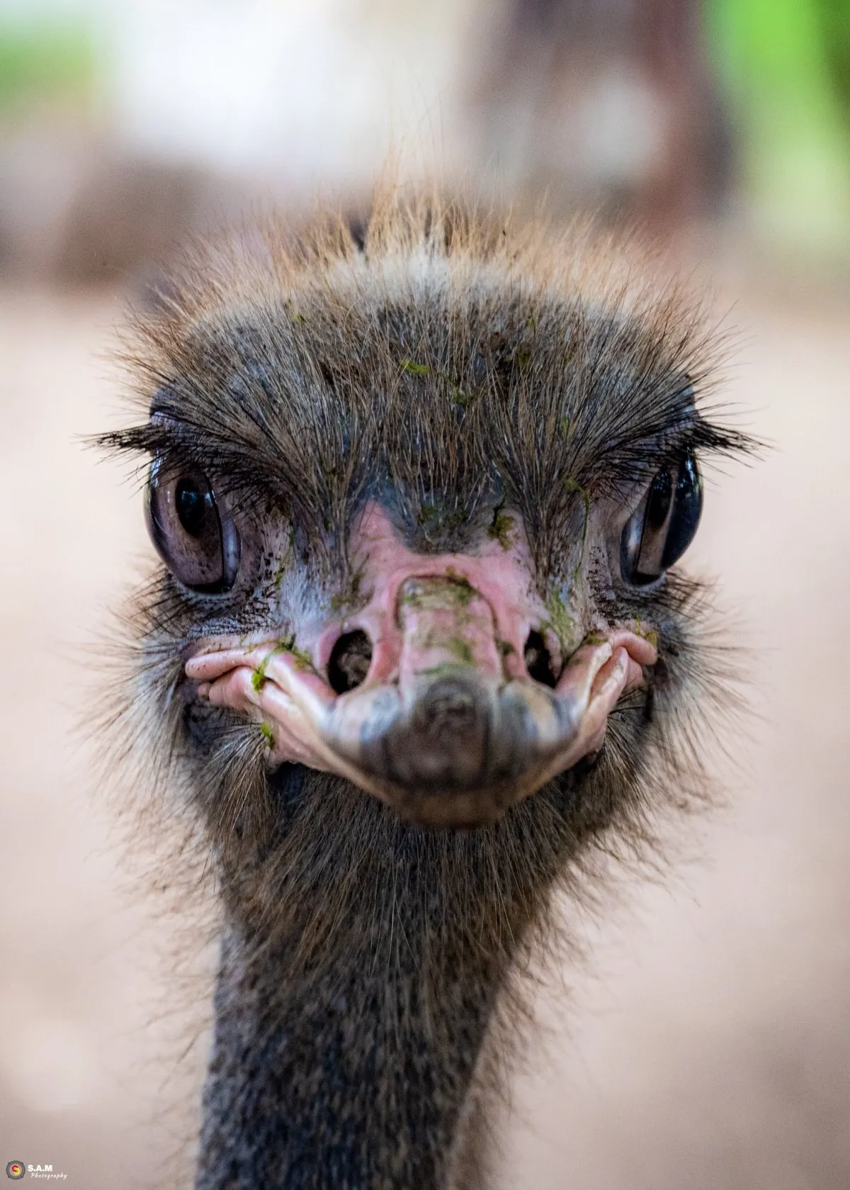 Close-up portrait of an ostrich at Casela Nature Park in Mauritius