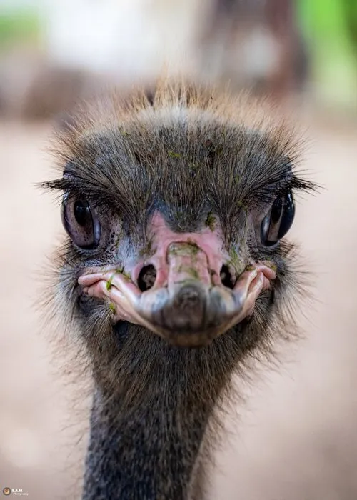 Portrait of Ostrich posing for photographer