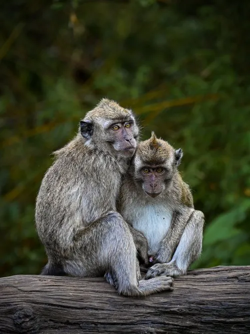 Macaques Resting Together in Nature