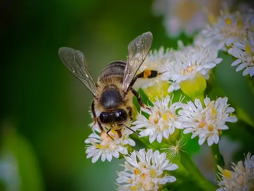 Drone fly feeding on white Goldenrod flowers