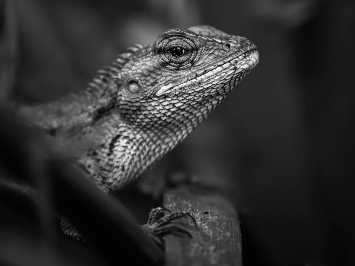 Closeup portrait of a chameleon in Mauritius showing detailed features and texture