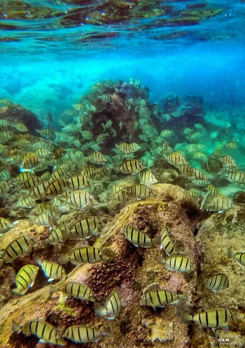 Convict Surgeonfish Over Coral Rocks
