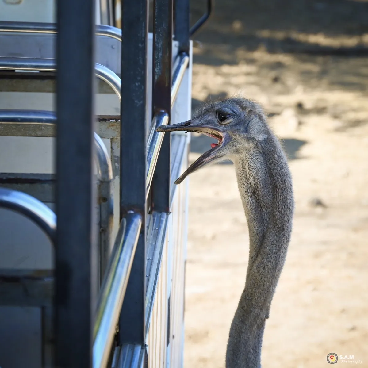 Ostrich standing in Casela Nature Park, showcasing wildlife in Mauritius