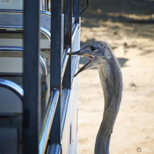 Ostrich at Casela nature parks