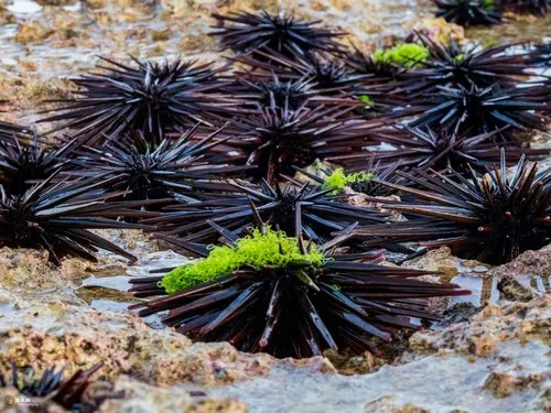 Black Sea Urchins in a Coastal Rock Pool