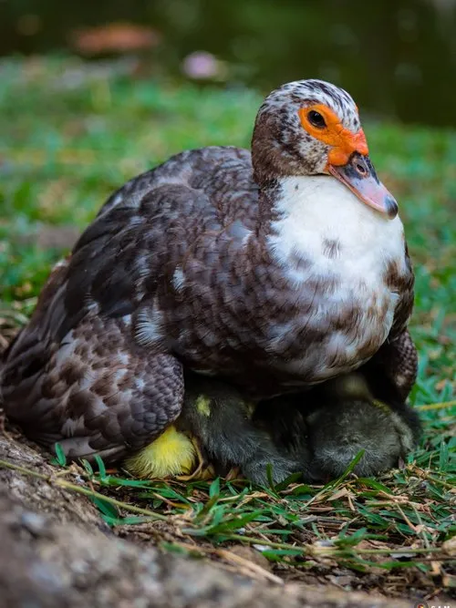 Muscovy Duck Protecting Her Ducklings