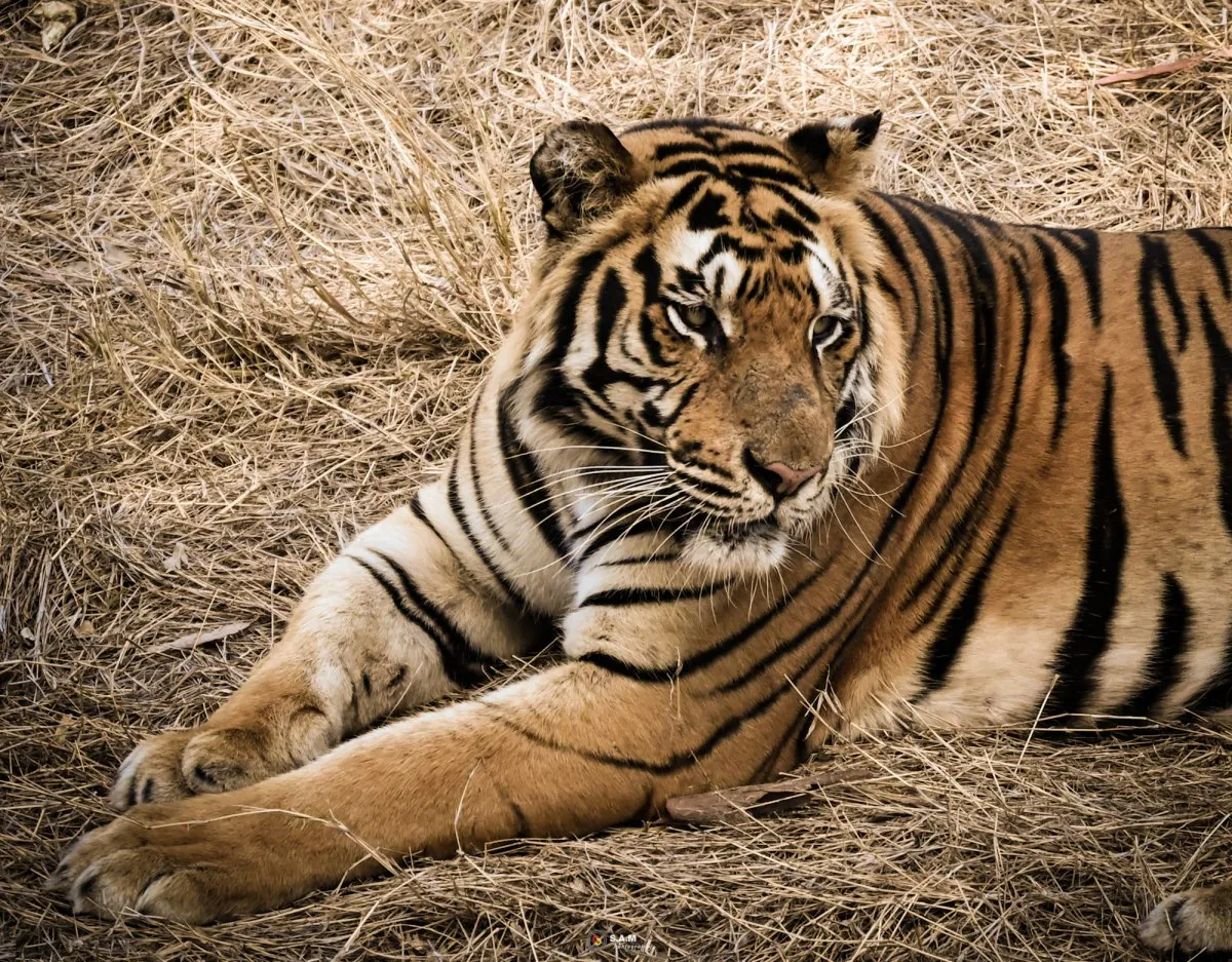 Tiger with black-striped red fur posing at Casela Nature Park in Mauritius