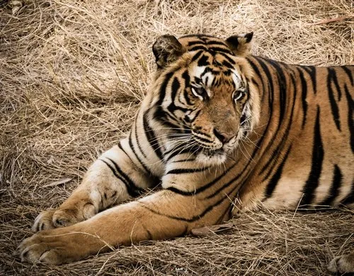 Tiger posing at Casela nature park