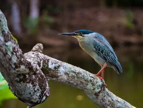 Striated Heron Perched Near Water
