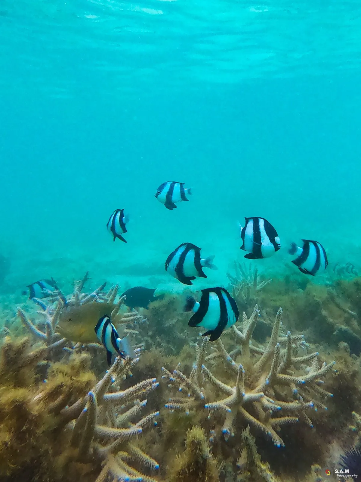 Black and white striped reef fish swimming above coral in clear turquoise lagoon water.