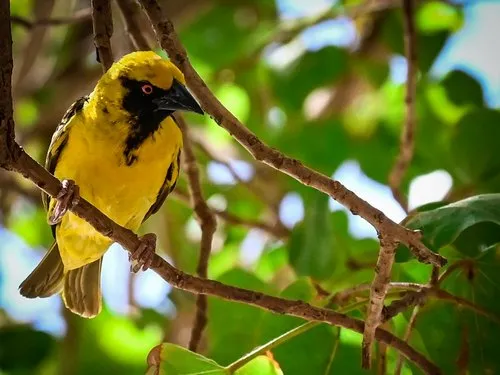 Yellow Village Weaver Among Tree Branches