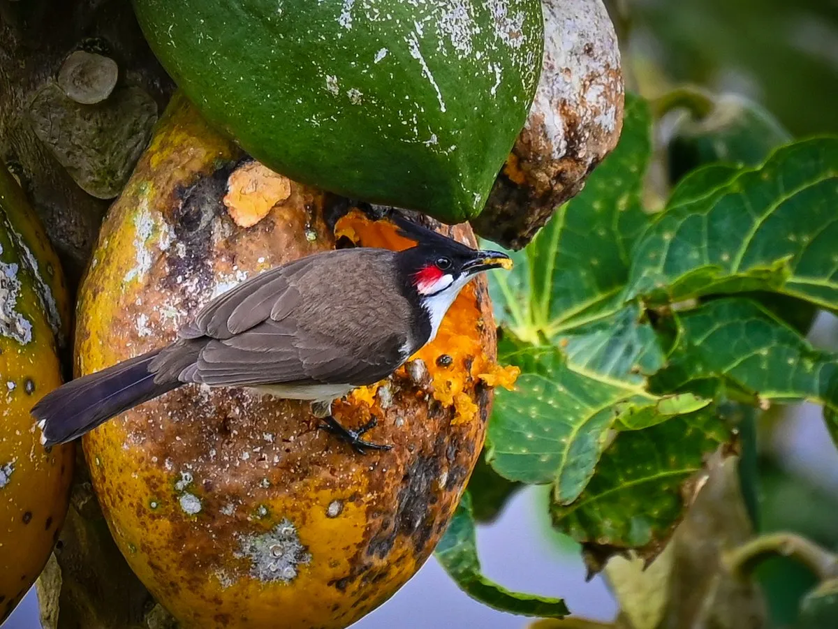Red-whiskered Bulbul feeding on a ripe papaya fruit in Mauritius, surrounded by green tropical leaves.