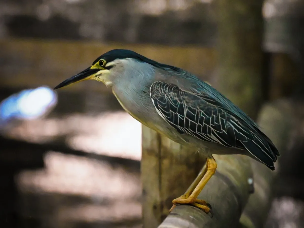 Striated Heron perched near pond in Mauritius with grey, blue, and white striped feathers
