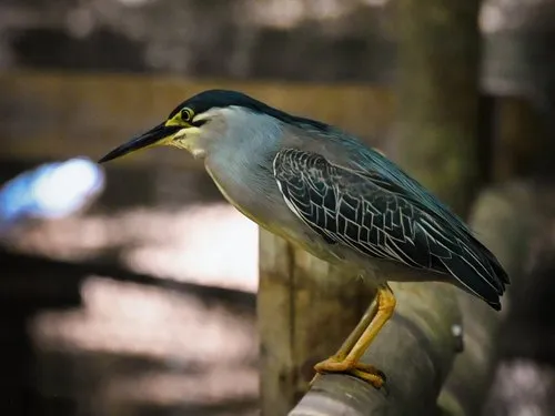 Striated heron aquatic bird perching near a pond