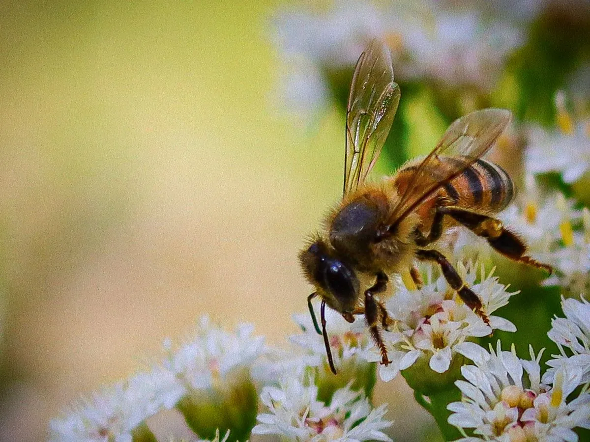 Close-up macro shot of a bee feeding on white flowers in Mauritius