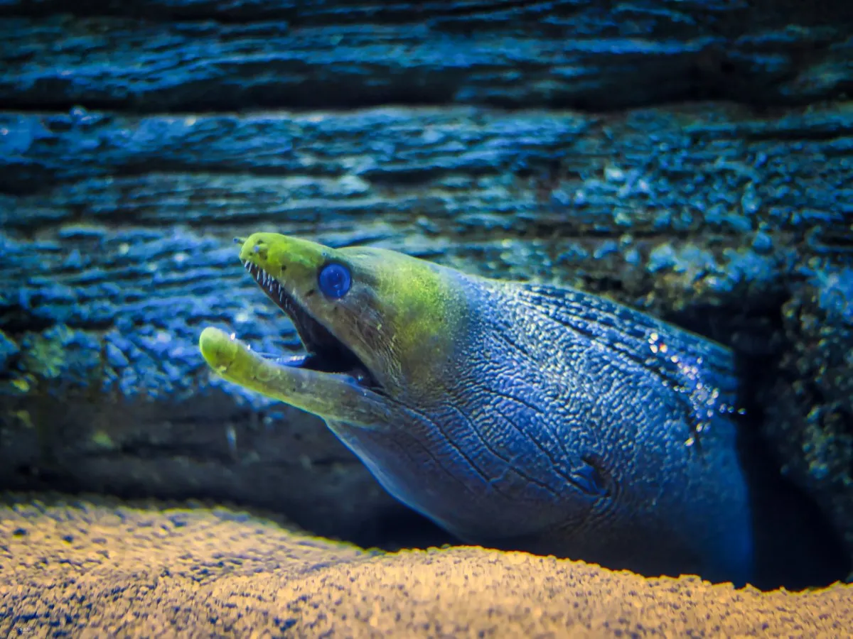 A giant moray eel gliding through clear waters off the coast of Mauritius
