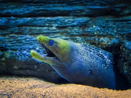 Giant Moray eel in Mauritius