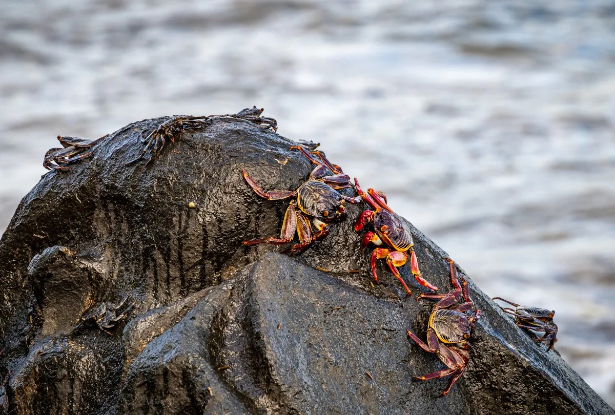 Colourful coastal crabs on a wet volcanic rock with waves in the background.