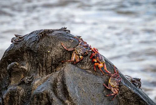Colourful Crabs on Coastal Rocks