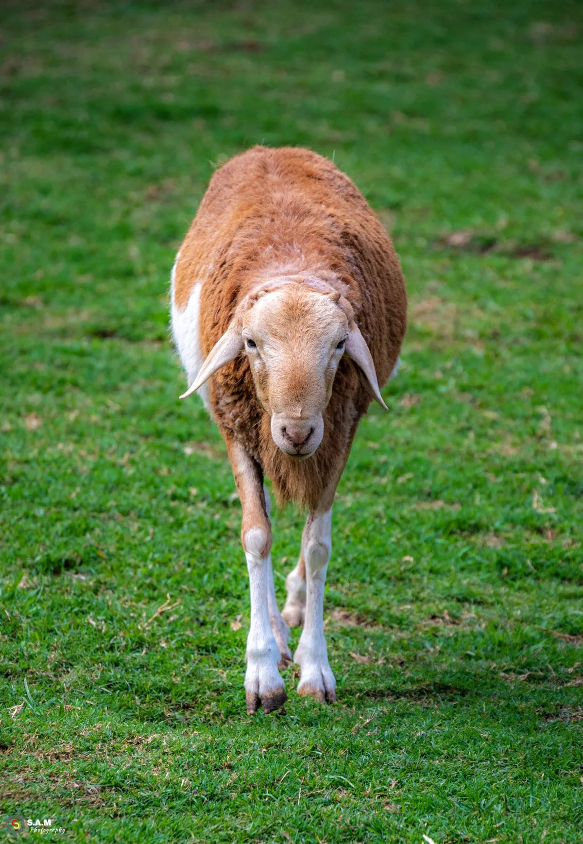 Sheep grazing near a farm in Casela Park, Mauritius, captured by Saleem A Sam