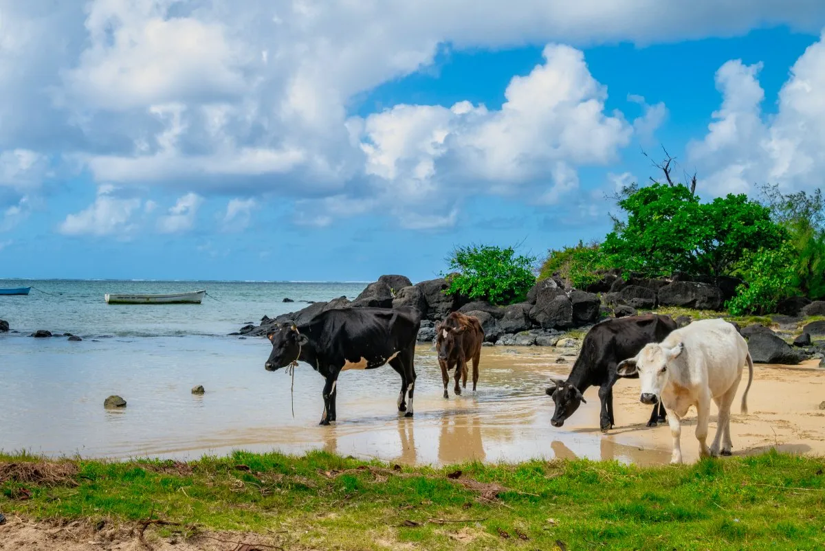 Cattle relaxing on a sunny beach in Mauritius near the water's edge