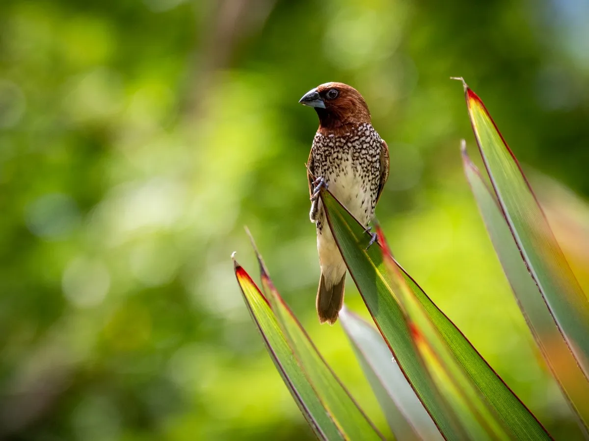 Close-up of a black beak falcon in Mauritius, highlighting its unique straight black beak