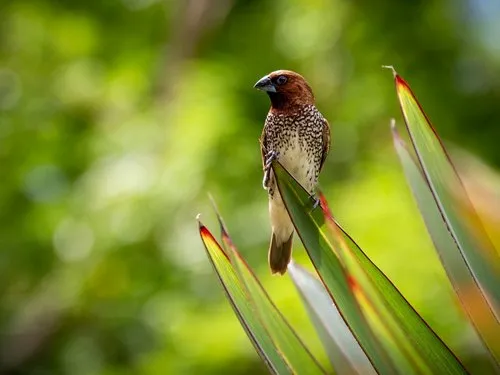 Black beak falcon - Cousin of the Mauritius Kestrel
