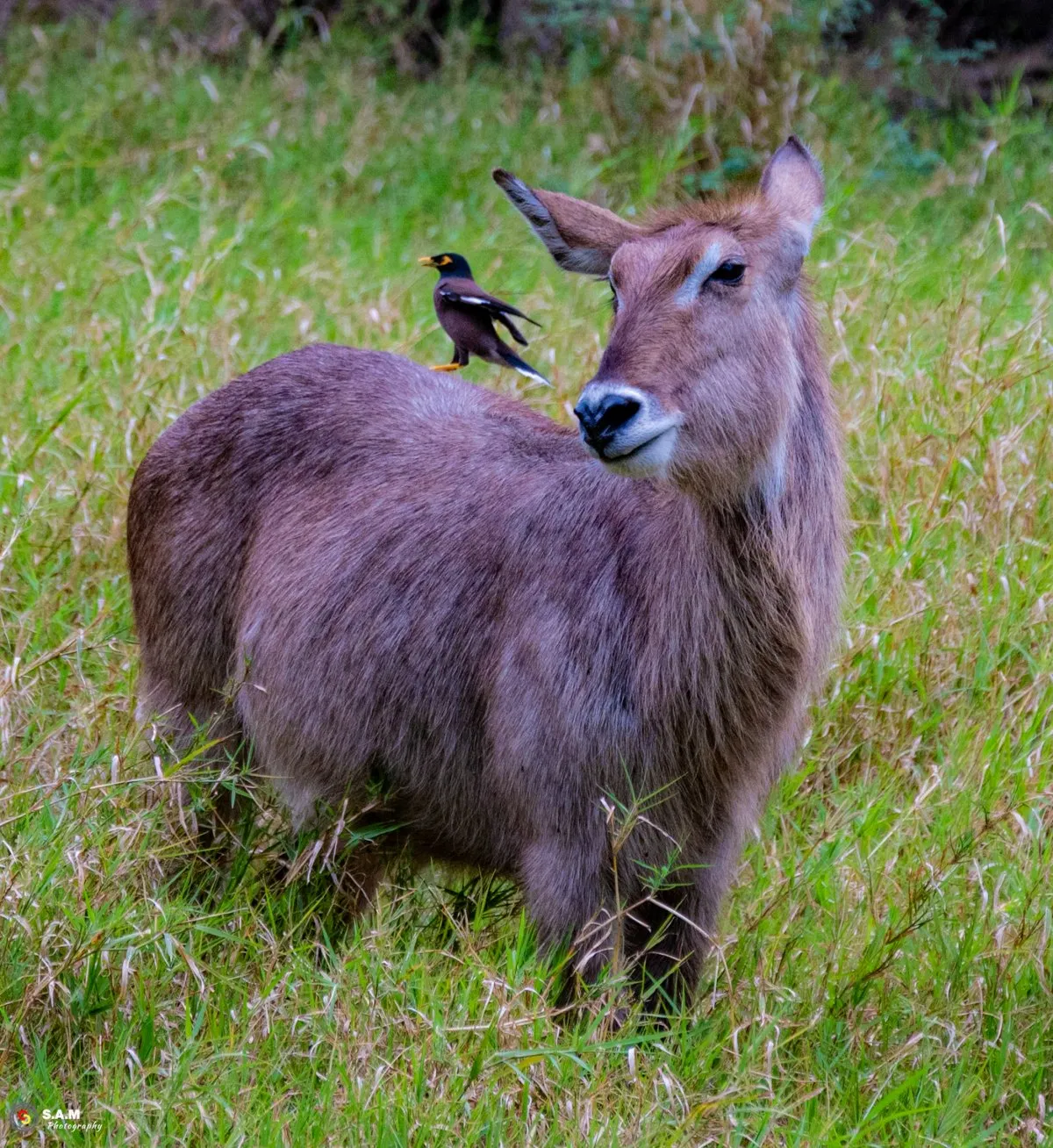 Young deer with Martin bird at Casela Nature Parks in Mauritius