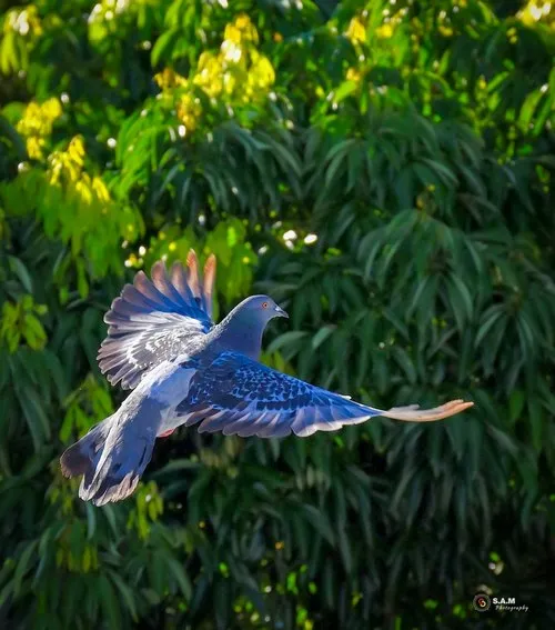 Pigeon captured during its flight