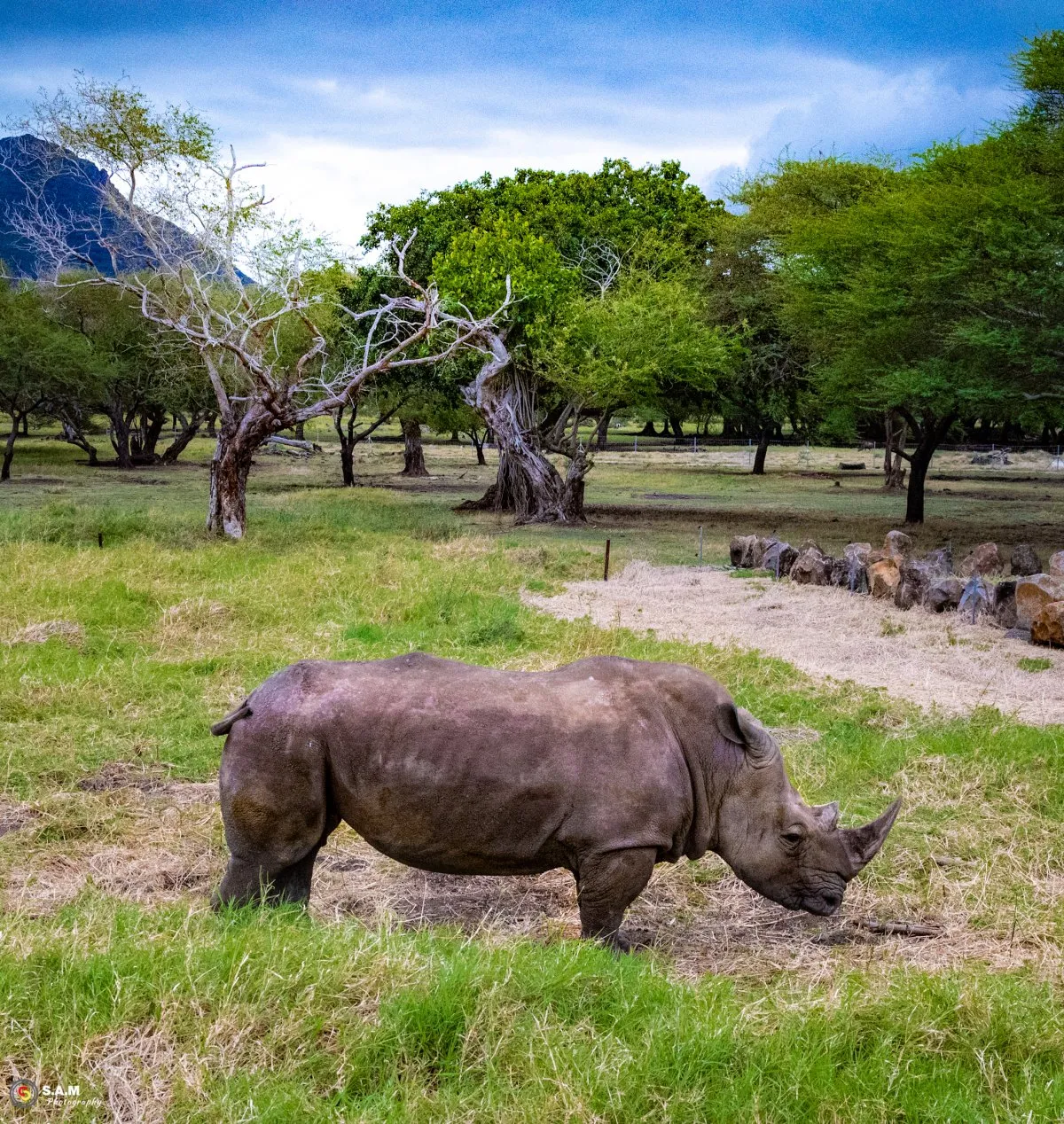 Young rhinoceros feeding on green vegetation at Casela Nature Parks in Mauritius