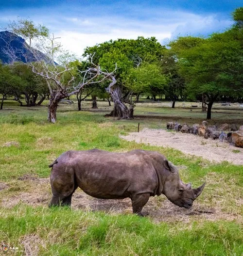 Young rhinoceros feeding of the green vegetation