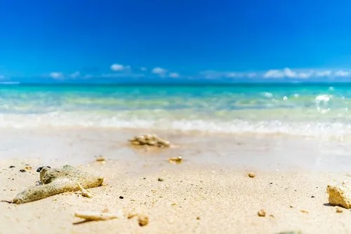 Piece of Corals scattered on lonely beach