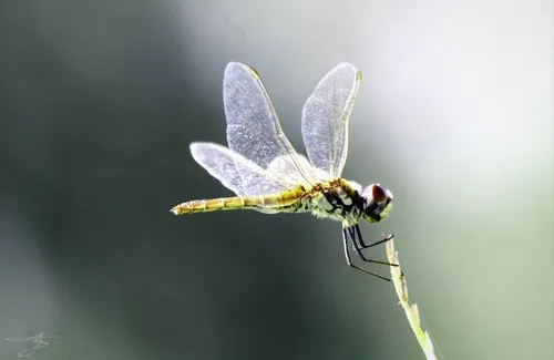 Closeup of dragonfly at Pomponette Beach