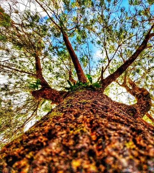 Closeup photography of tree bark