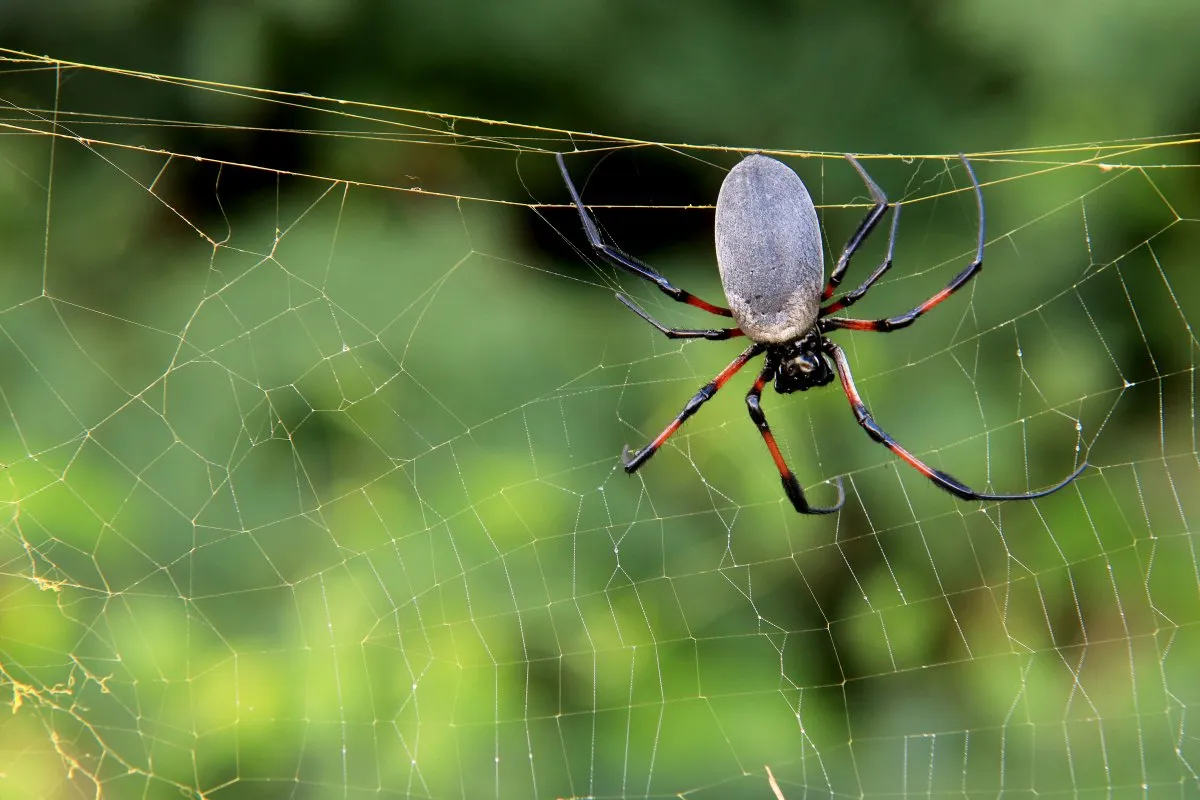 Red-legged orb weaver spider spinning asymmetrical web in natural environment in Mauritius