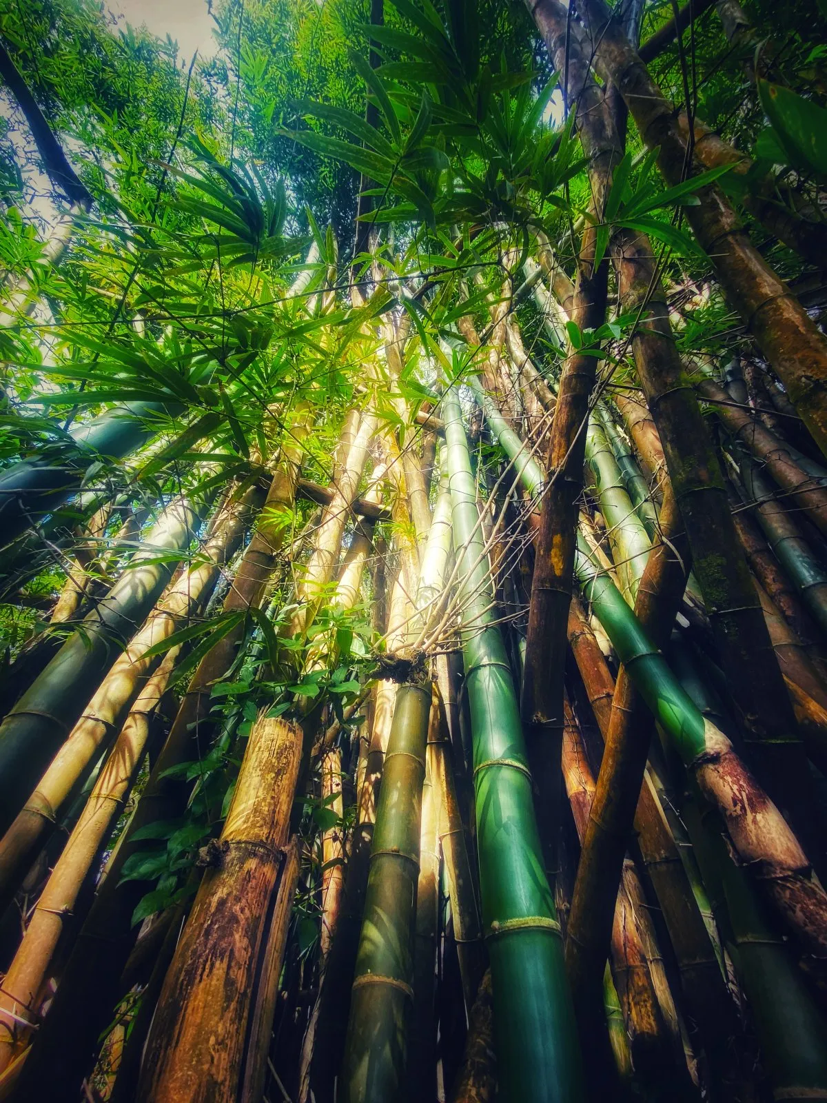 Tall green Chinese bamboo stems growing naturally in lush Mauritius landscape