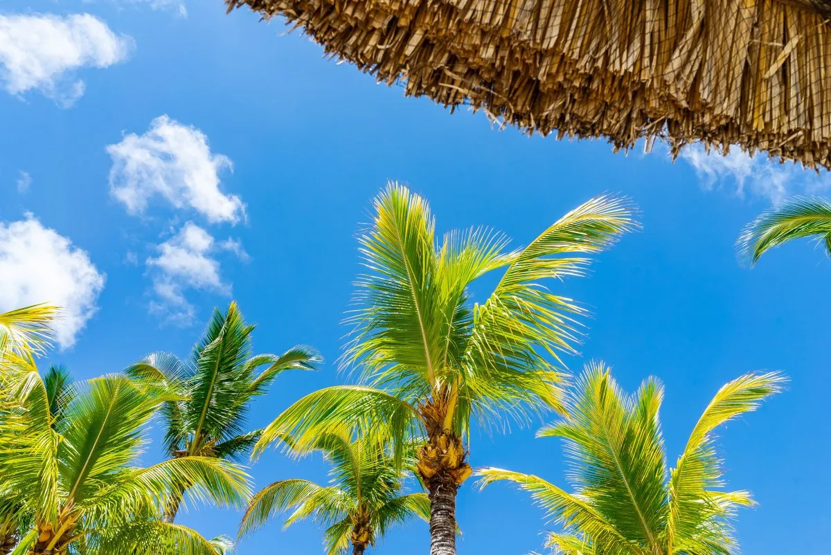 Palm trees under a tropical blue sky at Le Paradis Beachcomber in Mauritius