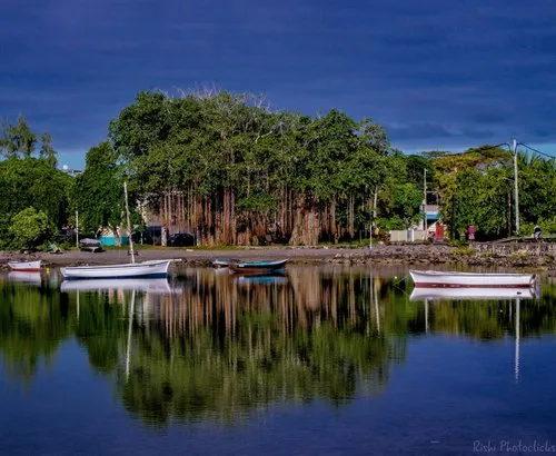 Reflection of the banyan tree at Cité La Chaux