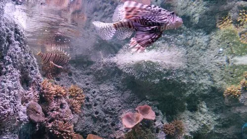 Red Lionfish at Odysseo aquarium