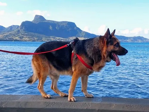 A German Shephard by the sea in Mahebourg