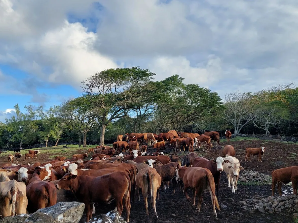 Cattle grazing on a farm in Savinia, southern Mauritius with a farmer nearby