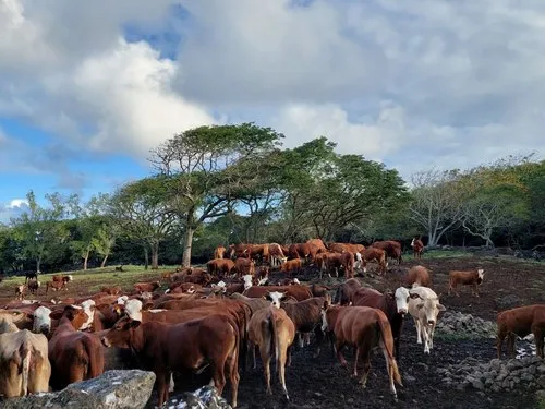 Cattle breeding in Savinia, Mauritius