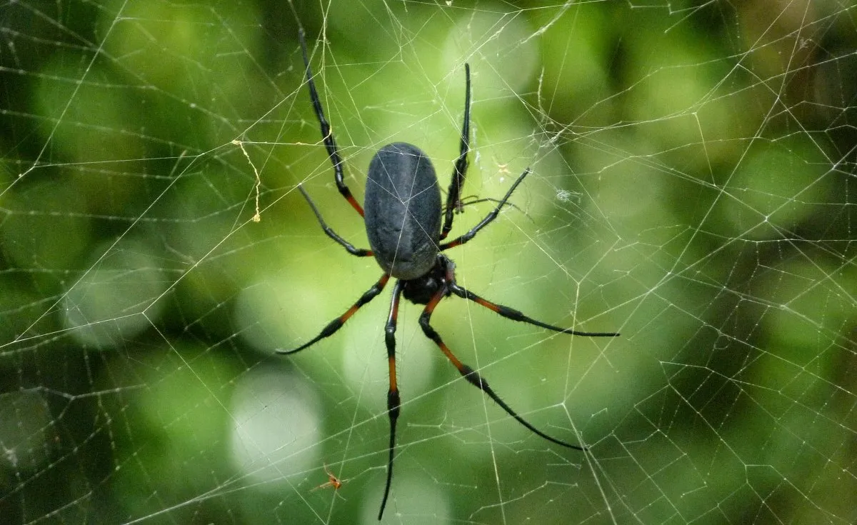 Closeup of red-legged golden orb-weaver spider on web in Mauritius