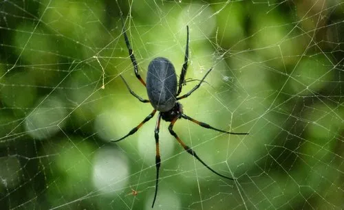 Closeup of a red-legged golden orb-weaver spider
