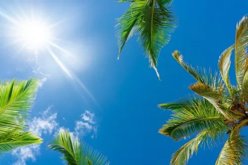 Tropical trees in Sunny Mauritius blue sky
