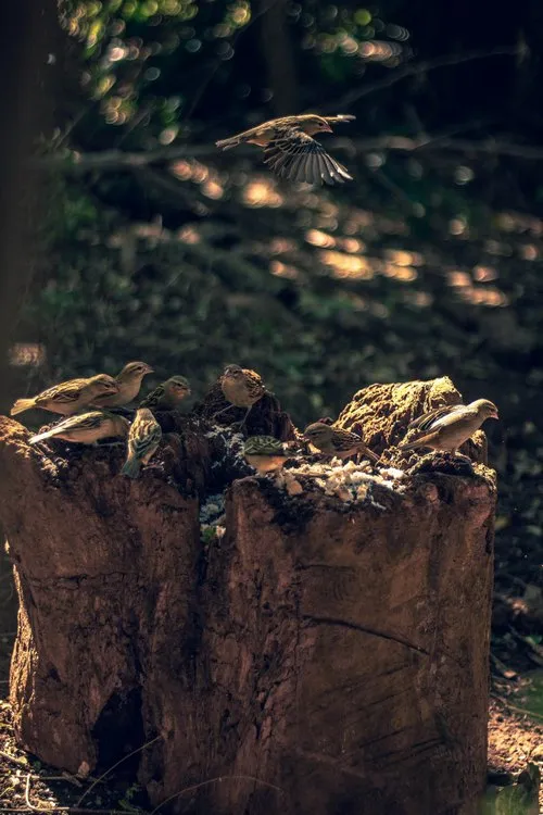 Grey Mauritian sparrow birds in nature